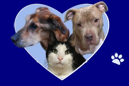 Goshen Humane Society 845-294-3984
